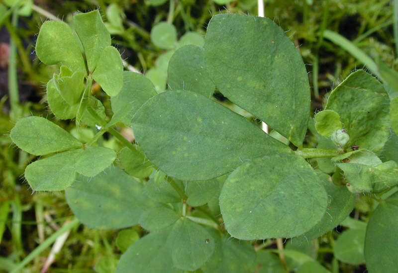 Imagem de Lotus pedunculatus Cav.