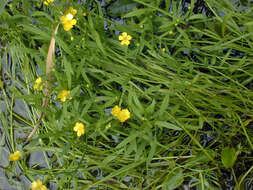 Image of Ranunculus flammula var. flammula L.