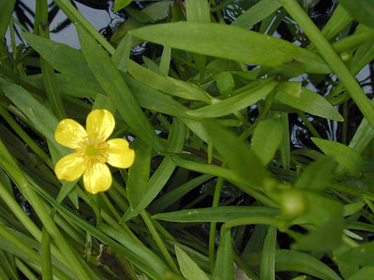 Image of Ranunculus flammula var. flammula L.
