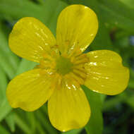 Image of Ranunculus flammula var. flammula L.