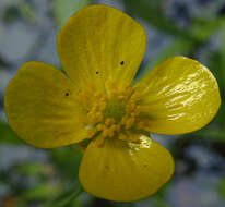 Image of Ranunculus flammula var. flammula L.