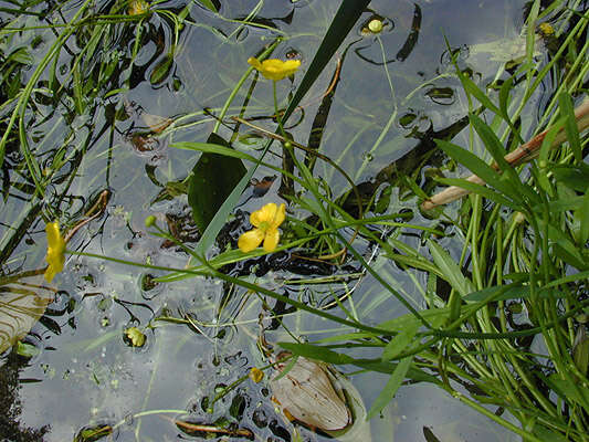 Image of Ranunculus flammula var. flammula L.