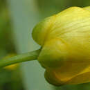 Image of Ranunculus flammula var. flammula L.