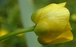 Image of Ranunculus flammula var. flammula L.