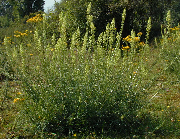 Слика од Reseda lutea L.