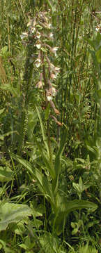 Imagem de Epipactis palustris (L.) Crantz