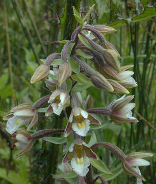 Imagem de Epipactis palustris (L.) Crantz