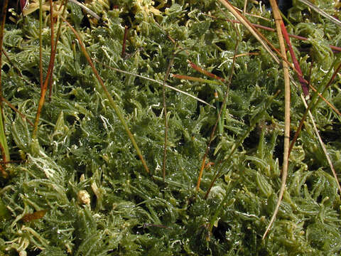 Image of Bristly Stonewort