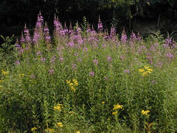 Imagem de Epilobium angustifolium subsp. angustifolium