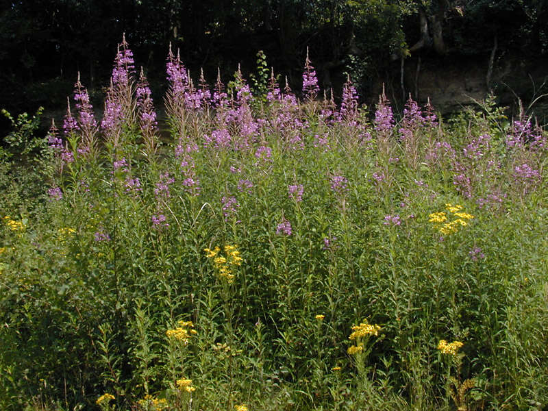 Imagem de Epilobium angustifolium subsp. angustifolium