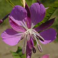 Imagem de Epilobium angustifolium subsp. angustifolium