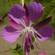 Imagem de Epilobium angustifolium subsp. angustifolium