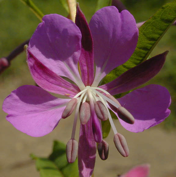 Imagem de Epilobium angustifolium subsp. angustifolium