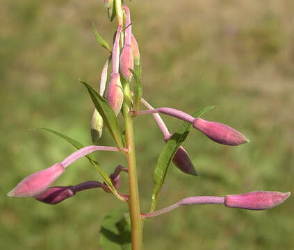 Image of Narrow-Leaf Fireweed