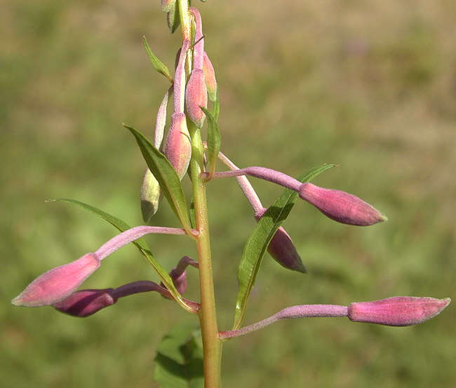 Imagem de Epilobium angustifolium subsp. angustifolium