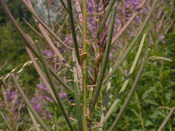 Imagem de Epilobium angustifolium subsp. angustifolium