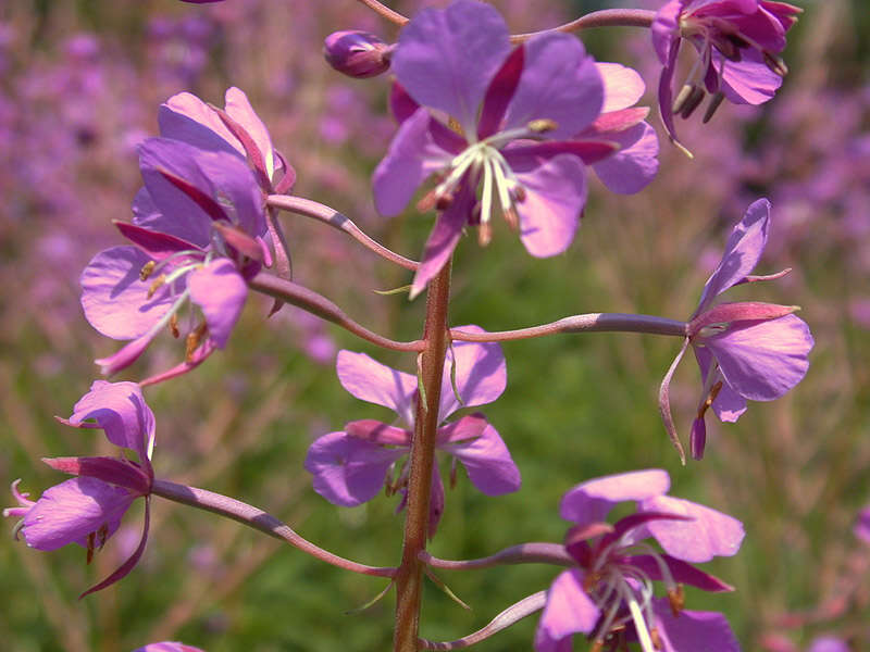 Imagem de Epilobium angustifolium subsp. angustifolium