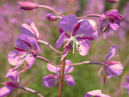 Imagem de Epilobium angustifolium subsp. angustifolium