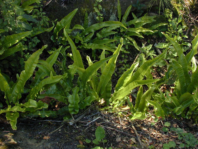 Image of Asplenium scolopendrium subsp. scolopendrium