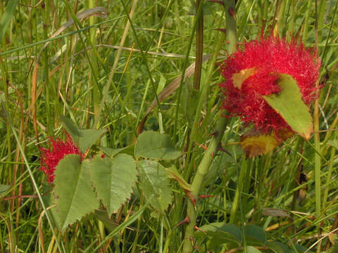 Image de Cynips du rosier