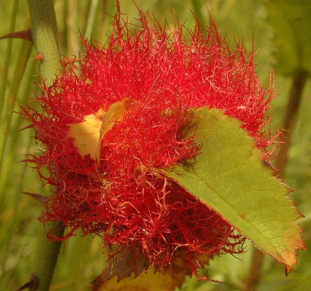 Image of Mossy Rose Gall Wasp