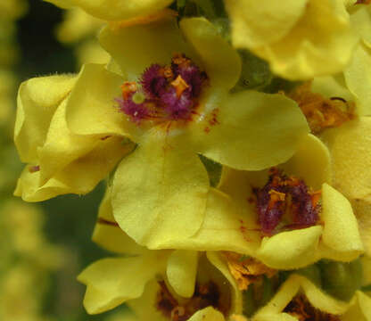 Verbascum nigrum L. resmi