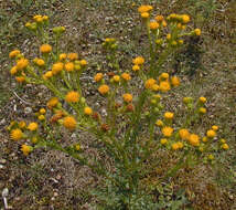 Image de Jacobaea vulgaris Gaertn.