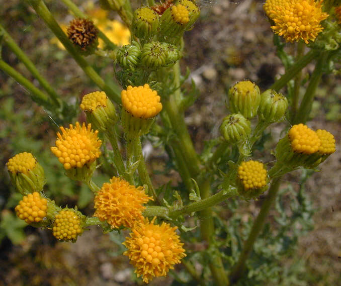 Image de Jacobaea vulgaris Gaertn.