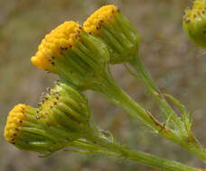 Image de Jacobaea vulgaris Gaertn.