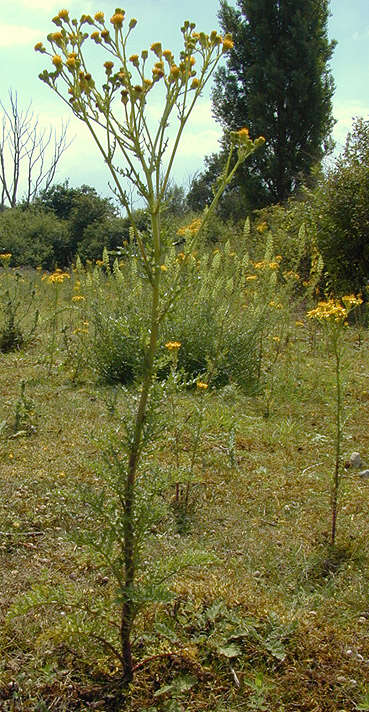 Image de Jacobaea vulgaris Gaertn.