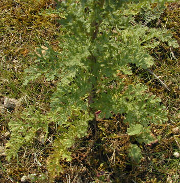 Image de Jacobaea vulgaris Gaertn.