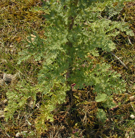 Image de Jacobaea vulgaris Gaertn.