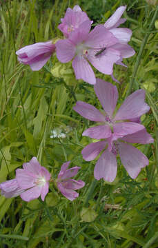 Image of musk mallow