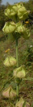 Image of musk mallow