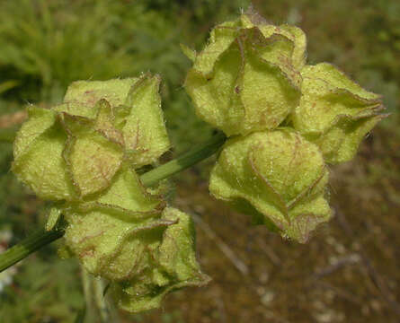 Image of musk mallow