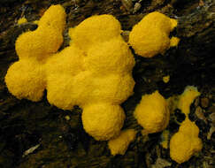 Image of Fuligo septica var. flava