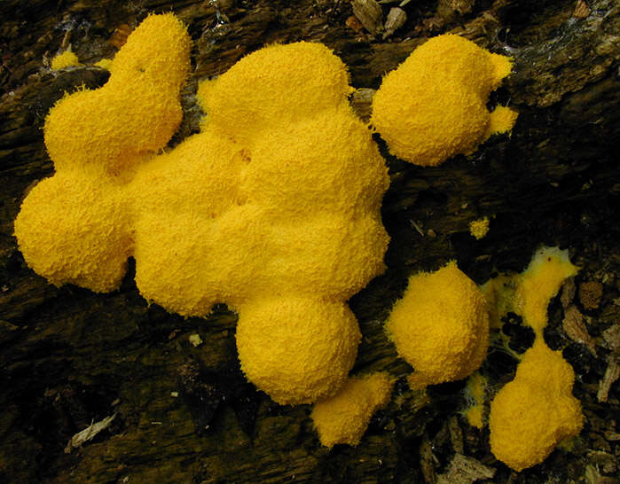 Image of Fuligo septica var. flava