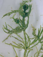 Image of Bristly Stonewort