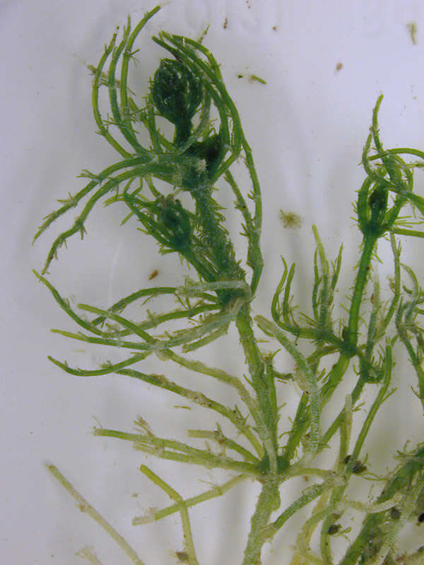 Image of Bristly Stonewort