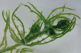 Image of Bristly Stonewort