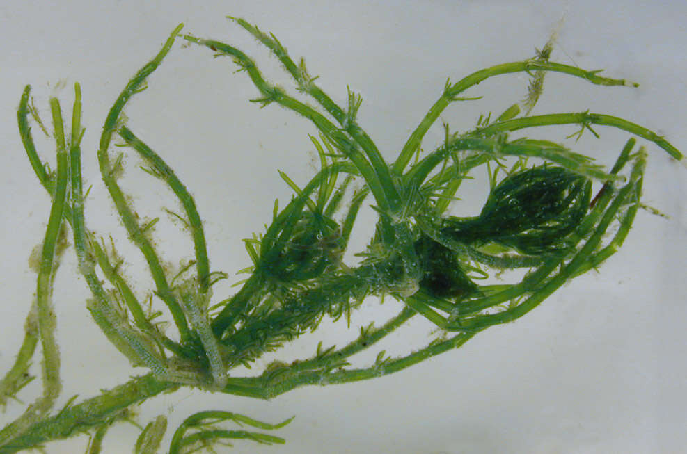 Image of Bristly Stonewort