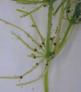 Image of Bristly Stonewort