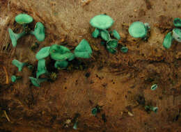 Image of Chlorociboria aeruginascens (Nyl.) Kanouse ex C. S. Ramamurthi, Korf & L. R. Batra 1958