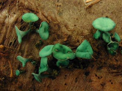 Image de Chlorociboria aeruginascens (Nyl.) Kanouse ex C. S. Ramamurthi, Korf & L. R. Batra 1958