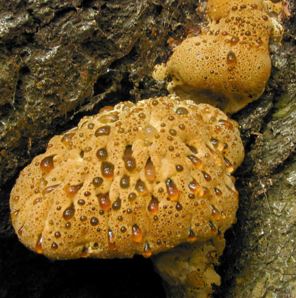 Pseudoinonotus resmi