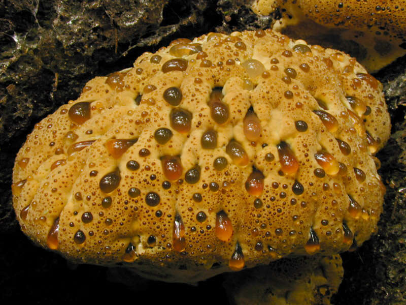 Image of Pseudoinonotus