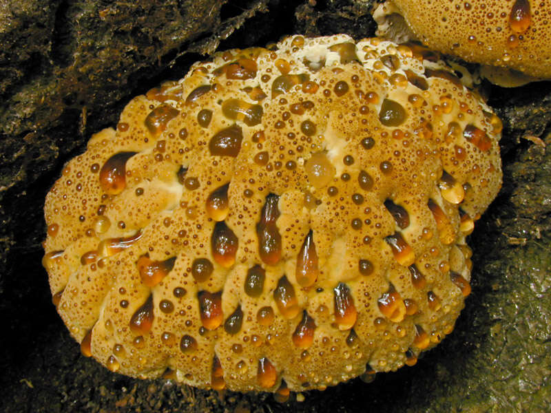 Pseudoinonotus resmi