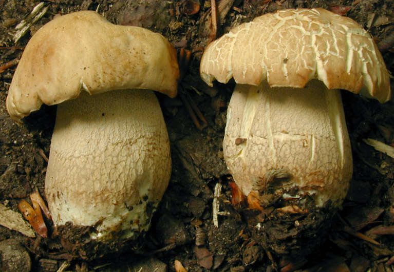 Imagem de Tylopilus felleus (Bull.) P. Karst. 1881