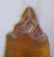 Image of Leptocerus tineiformis Curtis 1834