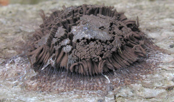 Image of Stemonitis fusca